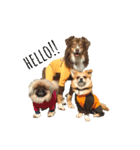 様々な犬種の文字入りスタンプ（個別スタンプ：1）