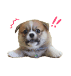 様々な犬種の文字入りスタンプ（個別スタンプ：2）