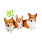 様々な犬種の文字入りスタンプ（個別スタンプ：3）