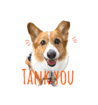 様々な犬種の文字入りスタンプ（個別スタンプ：4）