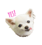 様々な犬種の文字入りスタンプ（個別スタンプ：5）