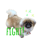 様々な犬種の文字入りスタンプ（個別スタンプ：8）
