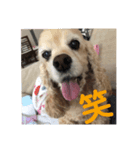 ほぼ無表情のいぬ（個別スタンプ：4）