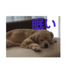 ほぼ無表情のいぬ（個別スタンプ：5）