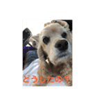 ほぼ無表情のいぬ（個別スタンプ：6）
