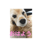 ほぼ無表情のいぬ（個別スタンプ：7）