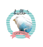 インコだらけ（個別スタンプ：1）