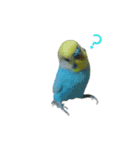 インコだらけ（個別スタンプ：2）