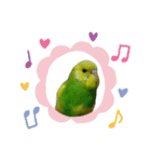 インコだらけ（個別スタンプ：3）