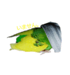 インコだらけ（個別スタンプ：4）