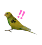インコだらけ（個別スタンプ：5）