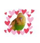 インコだらけ（個別スタンプ：7）