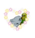 インコだらけ（個別スタンプ：8）