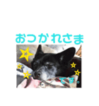 あい♡ラブ♡ドッグ（個別スタンプ：2）