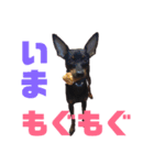かわいい我が家のミニピン（個別スタンプ：1）