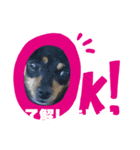 かわいい我が家のミニピン（個別スタンプ：5）