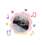 ましろくんスタンプ②（個別スタンプ：6）