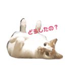にゃんこたち！（個別スタンプ：2）