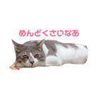 にゃんこたち！（個別スタンプ：4）