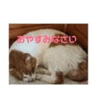 にゃんこたち！（個別スタンプ：6）