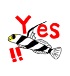 Scuba！おさかなスタンプ！マクロ 海水魚（個別スタンプ：25）