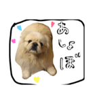 こうしがーるずが作ったスタンプ（個別スタンプ：8）