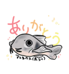 コリドラス（個別スタンプ：4）