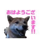 柴犬 なっぺ ～日常会話～（個別スタンプ：1）