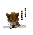 柴犬 なっぺ ～日常会話～（個別スタンプ：3）