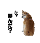 柴犬 なっぺ ～日常会話～（個別スタンプ：4）