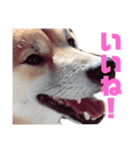 柴犬 なっぺ ～日常会話～（個別スタンプ：6）