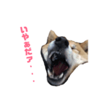 柴犬 なっぺ ～日常会話～（個別スタンプ：7）