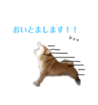 柴犬 なっぺ ～日常会話～（個別スタンプ：8）