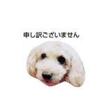 トイプードルぱるぴの(敬語)（個別スタンプ：2）