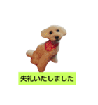 トイプードルぱるぴの(敬語)（個別スタンプ：3）