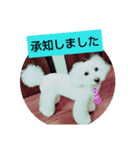 トイプードルぱるぴの(敬語)（個別スタンプ：4）