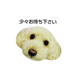 トイプードルぱるぴの(敬語)（個別スタンプ：5）