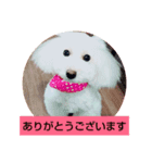 トイプードルぱるぴの(敬語)（個別スタンプ：6）