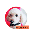 トイプードルぱるぴの(敬語)（個別スタンプ：7）