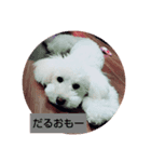 トイプードルぱるぴの③（個別スタンプ：1）