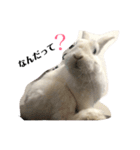 うさぎのririくん（個別スタンプ：1）