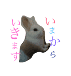 うさぎのririくん（個別スタンプ：3）