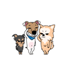 ぷよジャックラッセルテリア犬と家族（個別スタンプ：24）