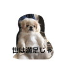こむぎと仲間（個別スタンプ：8）