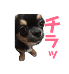 定ちゃん（個別スタンプ：2）