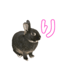 わたし、びびよ。（個別スタンプ：2）