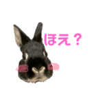 わたし、びびよ。（個別スタンプ：3）