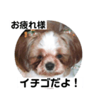イチゴのスタンプ②（個別スタンプ：1）