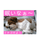 イチゴのスタンプ②（個別スタンプ：2）