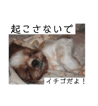 イチゴのスタンプ②（個別スタンプ：3）